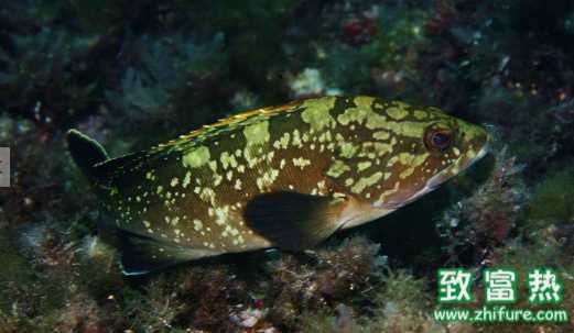 石斑魚的營養(yǎng)價值和功效 石斑魚的食用方法