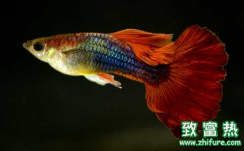 孔雀魚臨產的征兆 孔雀魚的選購技巧