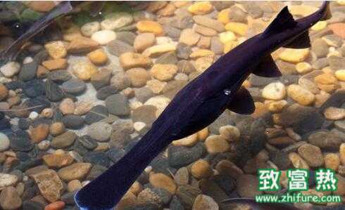 2017養鴨嘴魚賺錢嗎？2017養鴨嘴魚前景及市場價格行情分析