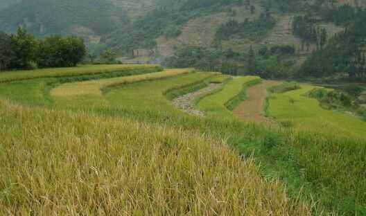 2017種水稻賺錢嗎？2017水稻種植前景及市場價格行情分析