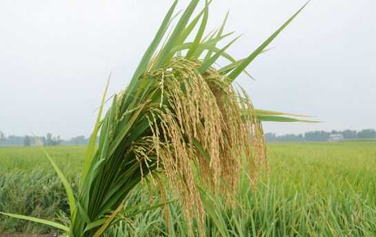 稻谷種植之憂