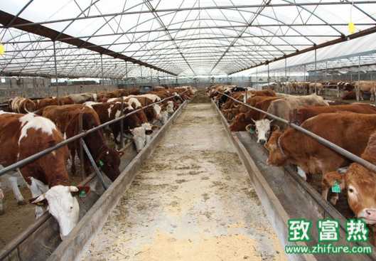 如何解決養牛的飼料問題