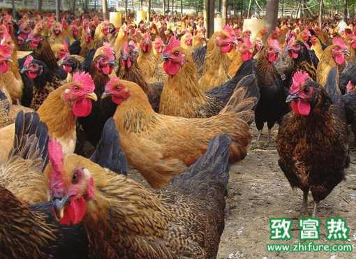 冬季要怎么養蛋雞