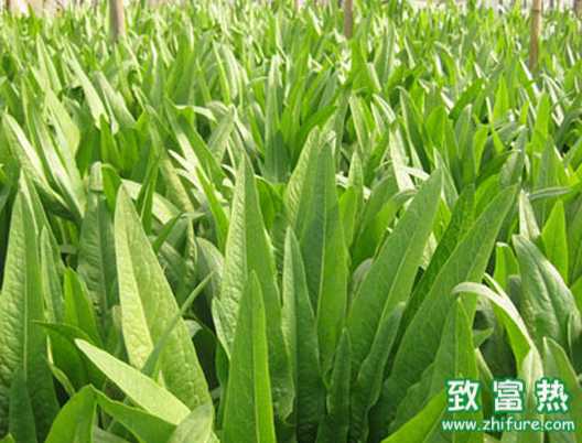 純香油麥菜如何常年栽培