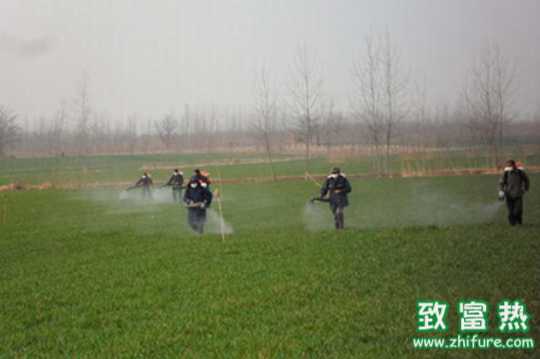 麥田最有效的除草方式