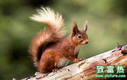 2017養松鼠賺錢嗎？2017養松鼠前景及市場價格行情分析 