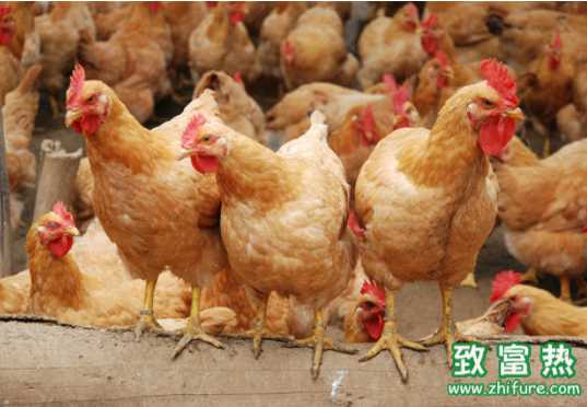 肉雞“氣囊炎”病防控難
