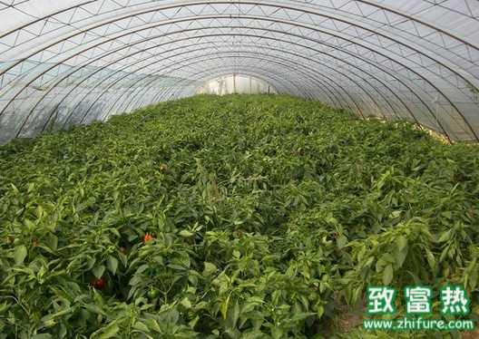 栽培無公害青椒的技巧