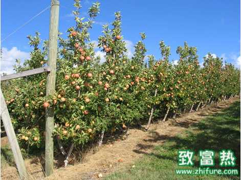 前景最好的農(nóng)村創(chuàng)業(yè)項目