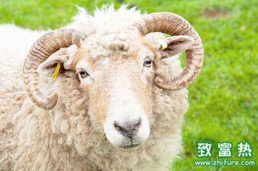 羊病常見的用藥誤區