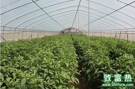 冬季棚內蔬菜怎么處理病蟲害