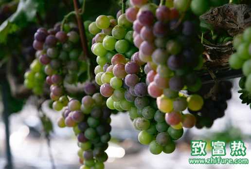 應對葡萄減產的科學施肥法