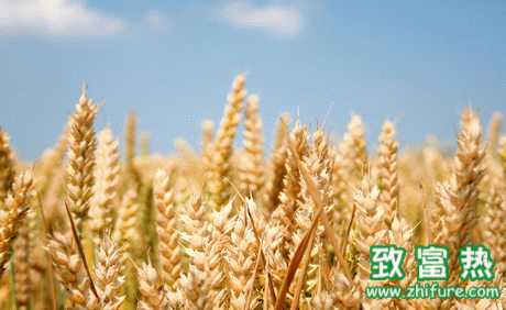 小麥施肥有講究