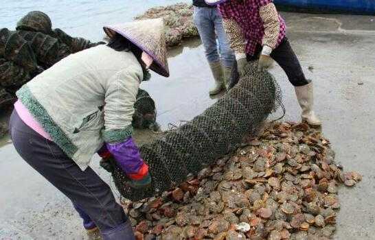 2017養扇貝賺錢嗎?2017養扇貝前景及市場價格行情分析