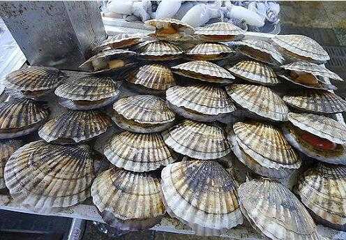 2017養扇貝賺錢嗎?2017養扇貝前景及市場價格行情分析