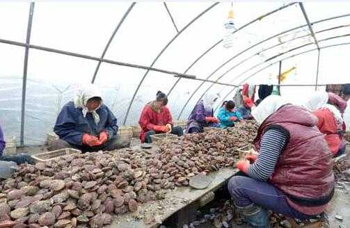 2017養扇貝賺錢嗎?2017養扇貝前景及市場價格行情分析