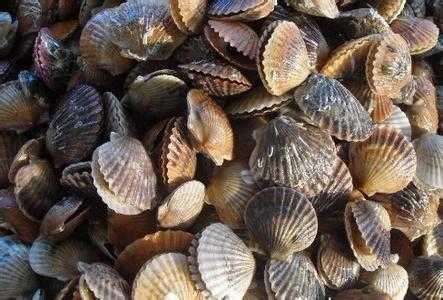 2017養扇貝賺錢嗎?2017養扇貝前景及市場價格行情分析