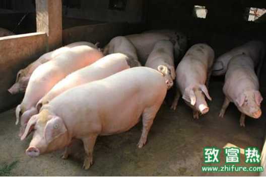 出欄肥豬的注意事項