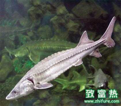 2017養鱘魚賺錢嗎？2017養鱘魚前景及市場價格行情分析