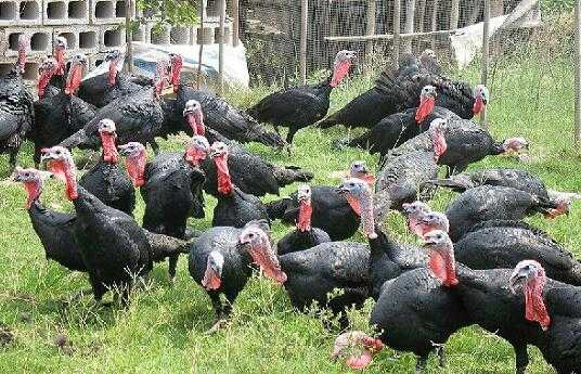 2017養(yǎng)火雞賺錢(qián)嗎？2017養(yǎng)火雞前景及市場(chǎng)價(jià)格行情分析