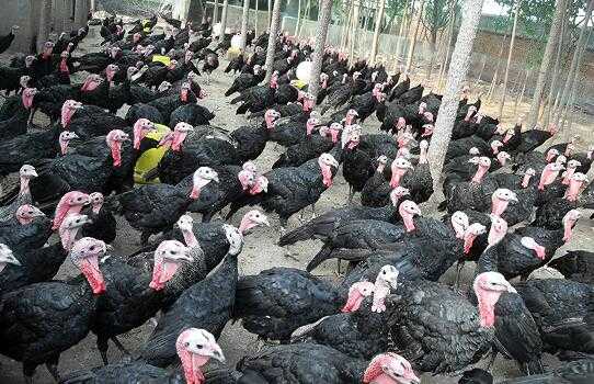 2017養(yǎng)火雞賺錢(qián)嗎？2017養(yǎng)火雞前景及市場(chǎng)價(jià)格行情分析