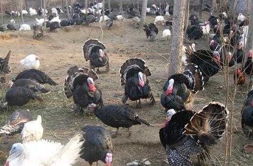 2017養(yǎng)火雞賺錢(qián)嗎？2017養(yǎng)火雞前景及市場(chǎng)價(jià)格行情分析