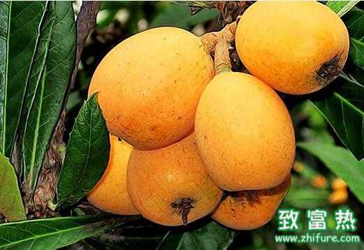 2017種枇杷賺錢嗎？2017種枇杷前景及市場價格行情分析