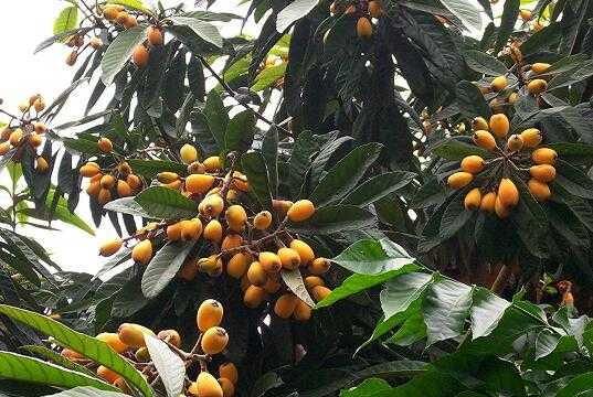 2017種枇杷賺錢嗎？2017種枇杷前景及市場價格行情分析