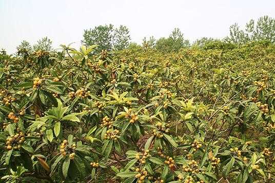 2017種枇杷賺錢嗎？2017種枇杷前景及市場價格行情分析