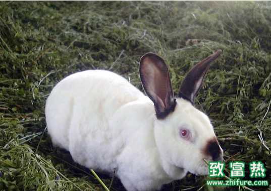 冬季養兔要注意什么