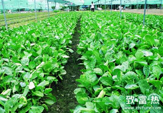 為什么蔬菜在冬季生長(zhǎng)緩慢