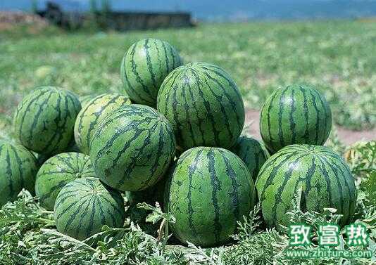 2017種西瓜賺錢嗎？2017種西瓜前景及市場價格行情分析