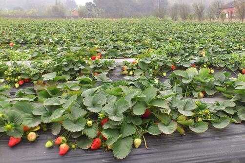 2017種草莓賺錢嗎?