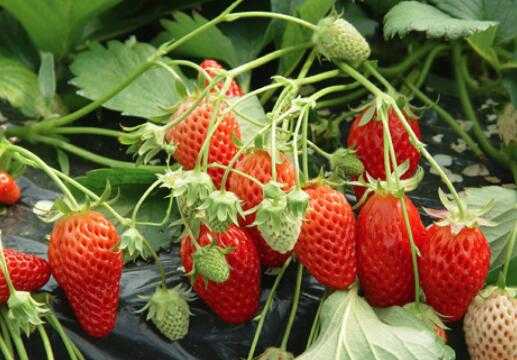 2017草莓種植前景及市場價格分析