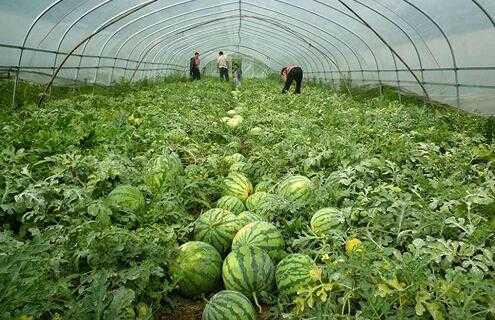 草莓的種植技術