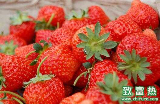 2017種草莓賺錢嗎?2017種草莓前景及市場價格行情分析