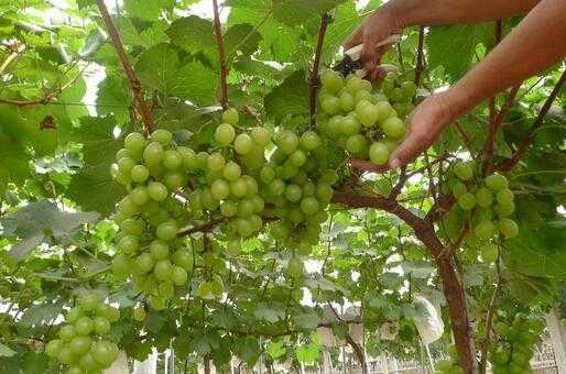 2017葡萄種植前景及市場(chǎng)價(jià)格分析