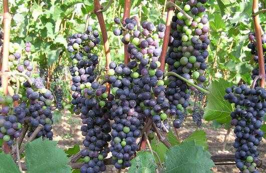 種植一畝葡萄的成本及利潤(rùn)估算
