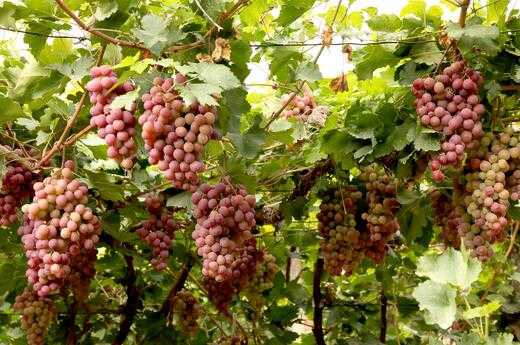2017種植葡萄賺錢(qián)嗎