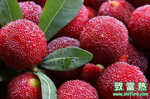 2017種楊梅賺錢嗎？2017種楊梅前景及市場價格行情分析