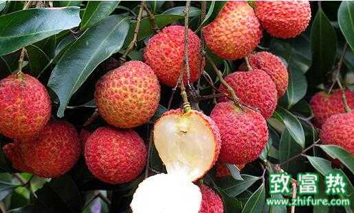 2017種荔枝賺錢嗎？2017種荔枝前景及市場價格行情分析