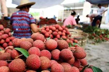 2017荔枝種植前景及市場價格分析