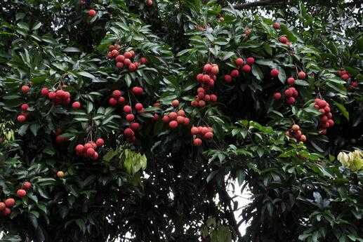 荔枝的種植技術