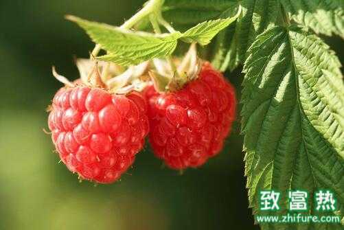 2017種樹莓賺錢嗎？2017種樹莓前景及市場價格行情分析