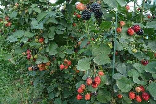 2017種植樹(shù)莓賺錢嗎