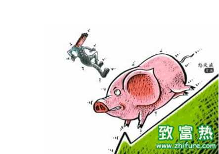 豬價全線飄綠,多省份下跌慘重