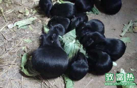 黑豚鼠養(yǎng)殖是騙局嗎？