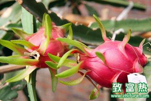 2017種火龍果賺錢嗎？2017種火龍果前景及市場價格行情分析