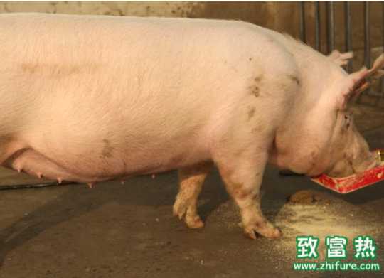 母豬產后不食怎么辦