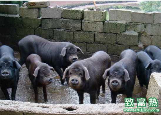 如何養(yǎng)殖烏金豬可以提高出欄效率